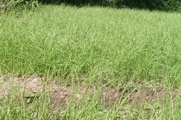 बैतडीको थलाल गाउँका किसान प्याजको बेर्ना विक्रि गर्ने कार्यमा व्यस्त 